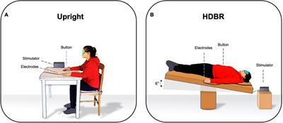 Modulation of vestibular input by short-term head-down bed rest affects somatosensory perception: implications for space missions